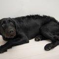 犬が怯えてしまう人…
