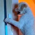 大型犬に追いかけ回…