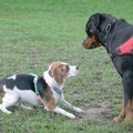 『他の犬との遊びが…
