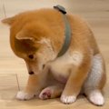 犬が赤ちゃんだった…