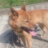コワモテ中型雑種犬…