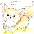 かわうそちわわ。（4…