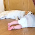 大型犬と小さな女の…