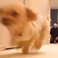 犬を飼ったので『部…