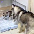 子犬に『トイレの場…