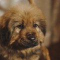世界一高い犬ランキ…