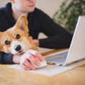 犬にベタベタくっつ…