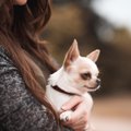 犬がよくする「ツン…