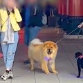 大型犬が『観光スポ…