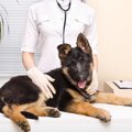 犬の胆嚢（たんのう…