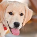 犬の避妊・去勢につ…