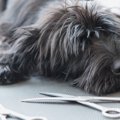 犬のサマーカットは…