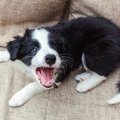 犬が吠えてしまう原…