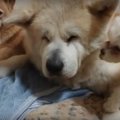 「にゃー」と鳴く新…
