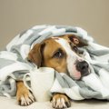犬に烏龍茶を飲ませ…