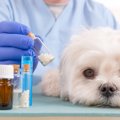犬の肝性脳症の原因…