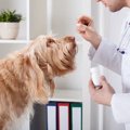 犬が薬を飲まない原…
