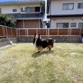 家族が『よその犬と…