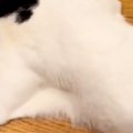 猫が『犬にしつこく…