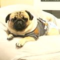 イタズラで『犬の鳴…