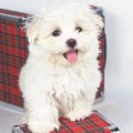 我が家の忠犬物語２