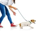 犬が『知らない人に…