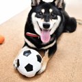 犬がよくしている『…