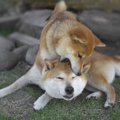 犬同士の仲が悪い…4…