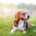 犬には『苦手な色』…