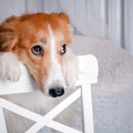犬が悲しんでいる『…