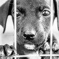 愛犬のことが嫌いに…