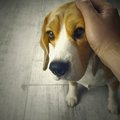 犬がトラウマを抱え…