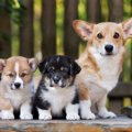 なぜ子犬は成長する…
