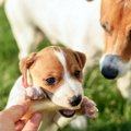 犬に『カルシウム』…