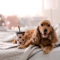 犬が自分のことを人…