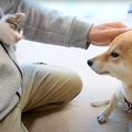 『犬が苦手な子猫』…