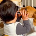 犬2匹が『赤ちゃんを…