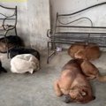 雨の日、野良犬たち…