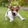 犬が人に飛びついて…