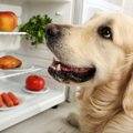 犬はベジタリアンで…
