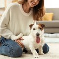 犬が飼い主にくっつきながら座る時の心理５選