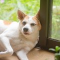 犬が『意欲を失う』…