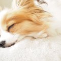 見逃さないで！犬の…