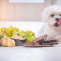 犬にとって危険な『…