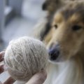 犬の抜け毛を無駄に…