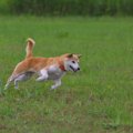 関東・関西の屋内ド…