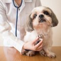 犬が『カッカッ』と…