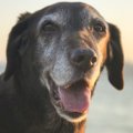 犬の成長過程！子犬…