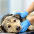 愛犬の病気治療、手…