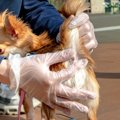 犬の『肛門腺絞り』…